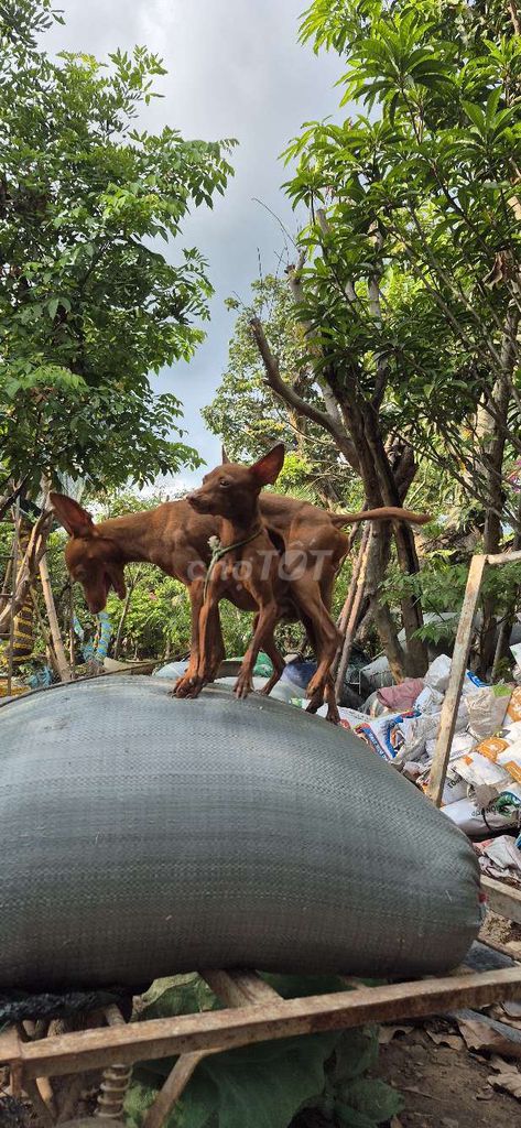Chó Phốc hươu nhỏ đực 12 tháng. Mua bán Chó tại Quận 12 Tp Hồ Chí Minh được đăng bởi NGUYÊN KHANG hình 1