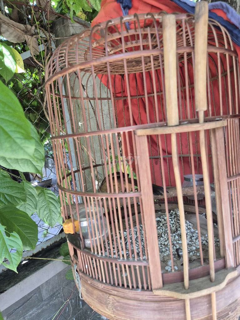 Chim Mi hơn 1 năm Mù 1 bên. Mua bán Chim tại Huyện Hóc Môn Tp Hồ Chí Minh được đăng bởi MR RÔ hình 1