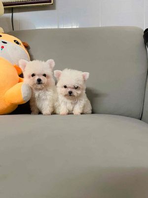 Chó Teacup đực Trắng