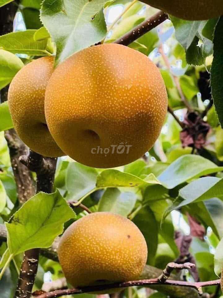 Bán cây Lê nâu Đài Loan trái liên tục , ăn ngon. Mua bán Cây cảnh, đồ trang trí tại Quận Bình Tân Tp Hồ Chí Minh được đăng bởi Vườn Cây Độc Lạ Nhập Khẩu hình 1