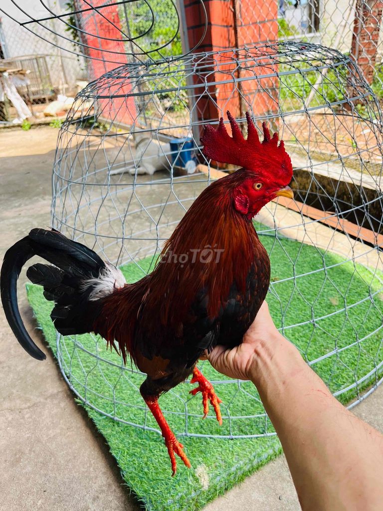 điều lá cuban 1.450kg. Mua bán Gà tại Huyện Đất Đỏ Bà Rịa - Vũng Tàu được đăng bởi Phong CHICKEN hình 1