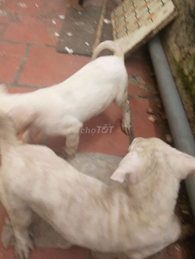 Chó Phú Quốc con 2 tháng tuổi. Mua bán Chó tại Quận Tây Hồ Hà Nội được đăng bởi Hoàng hình 1