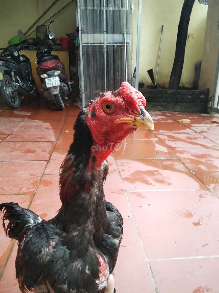 Gà chọi trống tía chân vàng đang thay lông. Mua bán Gà tại Huyện Thường Tín Hà Nội được đăng bởi Hải hình 1