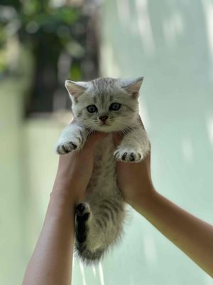 🐾 BÁN MÈO CON – MÈO ANH LAI CỰC XINH 🐾 📍 Đà Nẵng. Mua bán Mèo tại Quận Ngũ Hành Sơn Đà Nẵng được đăng bởi Võ văn tuấn