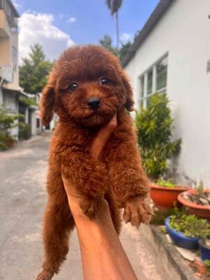 siêu dễ thương poodle thuần chủng