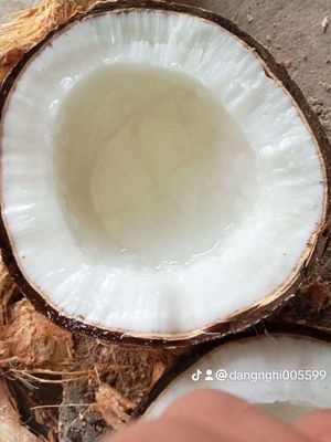 Dừa sáp Trà Vinh nhà trồng. Mua bán Đồ ăn, thực phẩm và các loại khác tại Quận 1 Tp Hồ Chí Minh được đăng bởi mít cute