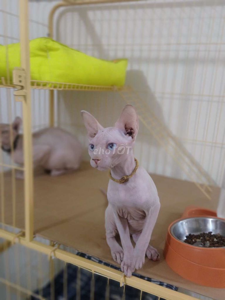 mèo Sphynx đực 4th tuổi. Mua bán Mèo tại Quận Gò Vấp Tp Hồ Chí Minh được đăng bởi Thanh Thanh hình 2