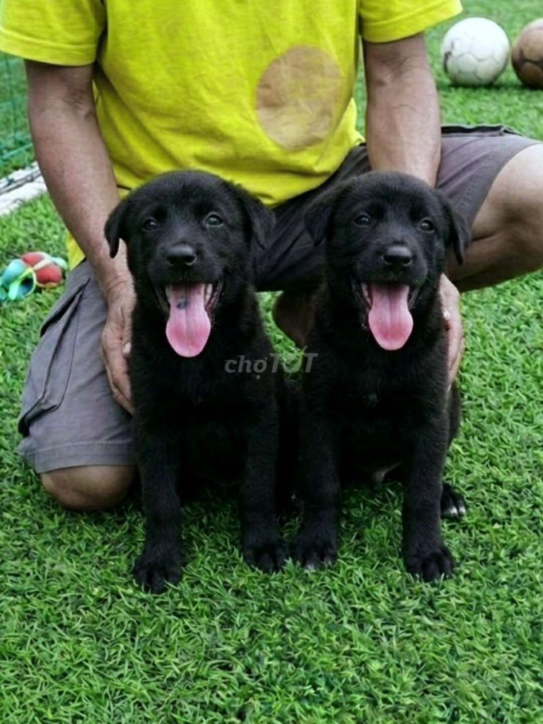 2 bé Labrador đen tuyền to con đã tiêm có sổ BH. Mua bán Chó tại Quận 12 Tp Hồ Chí Minh được đăng bởi Thi Thi hình 1