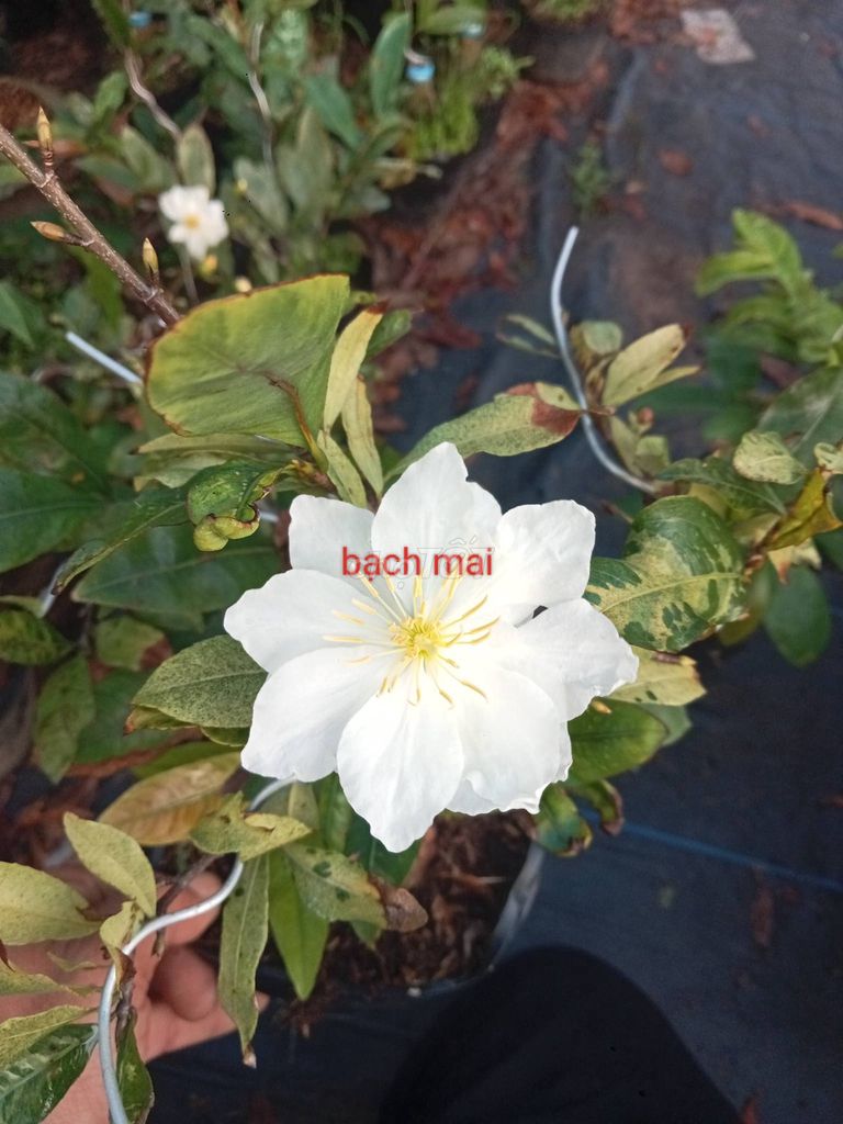 Cây cảnh Bạch mai Trắng. Mua bán Cây cảnh, đồ trang trí tại Thành phố Nha Trang Khánh Hòa được đăng bởi Trần Châu Hưng hình 1