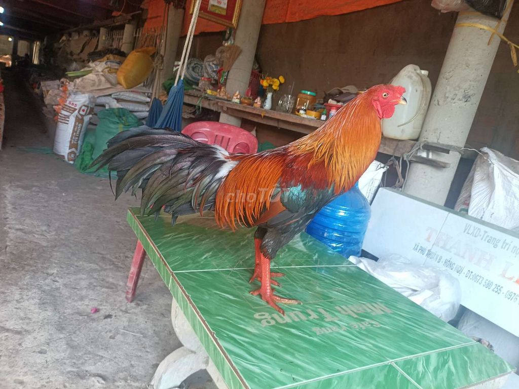 Đều xanh 3.1kg Lông mới tay tốt. Mua bán Gà tại Huyện Phú Tân An Giang được đăng bởi Vủ kê hình 1