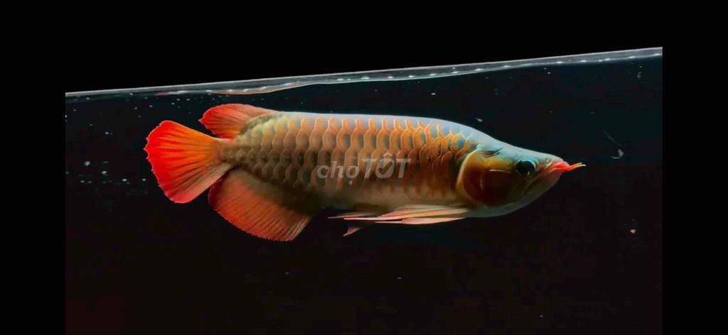 Cá Rồng Huyết Semi Fafu. Mua bán Thú cưng khác tại Huyện Củ Chi Tp Hồ Chí Minh được đăng bởi Arowana  hình 1