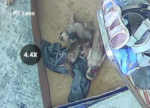 Chó Phốc lai nhỏ trống 2 tháng đã tiêm. Mua bán Chó tại Thành phố Huế Thừa Thiên Huế được đăng bởi Phước  hình 1