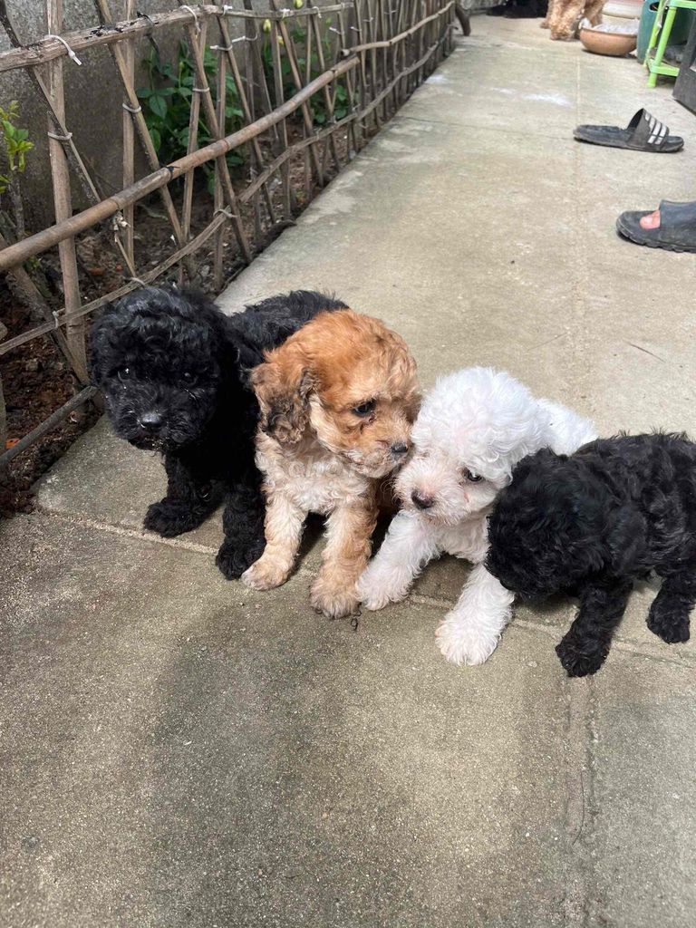 cần bán chó Poodle Tiny đẹp nhà sinh sản