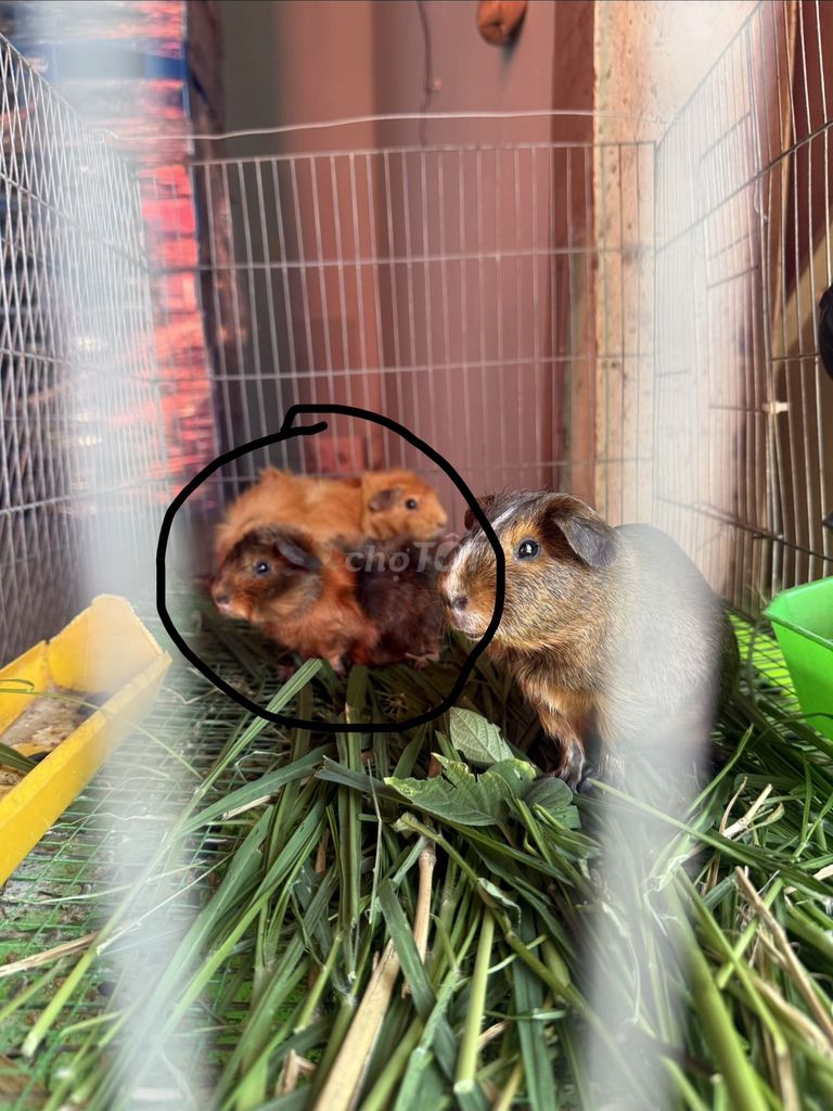 Bọ ú Xù đực 3 tháng. Mua bán Thú cưng khác tại Huyện Củ Chi Tp Hồ Chí Minh được đăng bởi Phúc hình 1