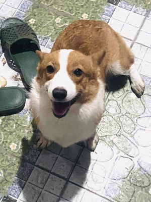 tìm nhà bé corgi cái 9 tháng tuổi siêu xinh. Mua bán Chó tại Huyện Long Hồ Vĩnh Long được đăng bởi Phan Nguyễn Trường Duy