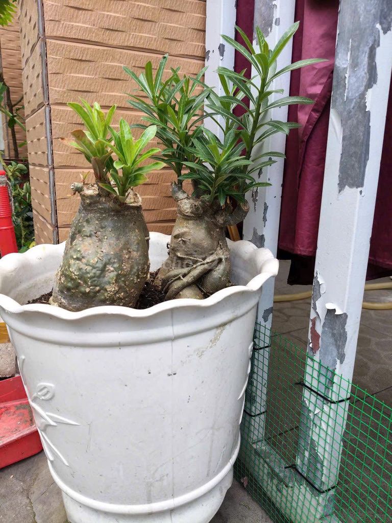 Cây sứ Xanh lá chậu Gốm sứ. Mua bán Cây cảnh, đồ trang trí tại Quận 5 Tp Hồ Chí Minh được đăng bởi Hội Đồ Điện Tử hình 1
