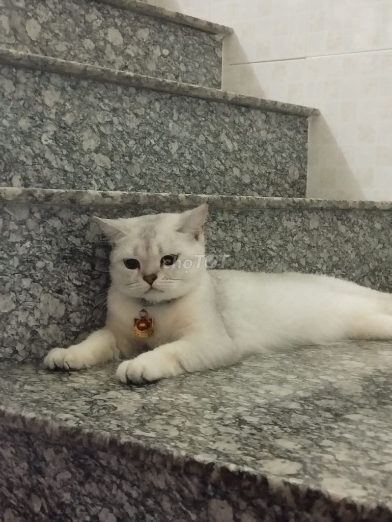Mèo Munchkin Mướp chân ngắn đã triệt sản. Mua bán Mèo tại Thành phố Rạch Giá Kiên Giang được đăng bởi Anh Kiệt Đỗ hình 1