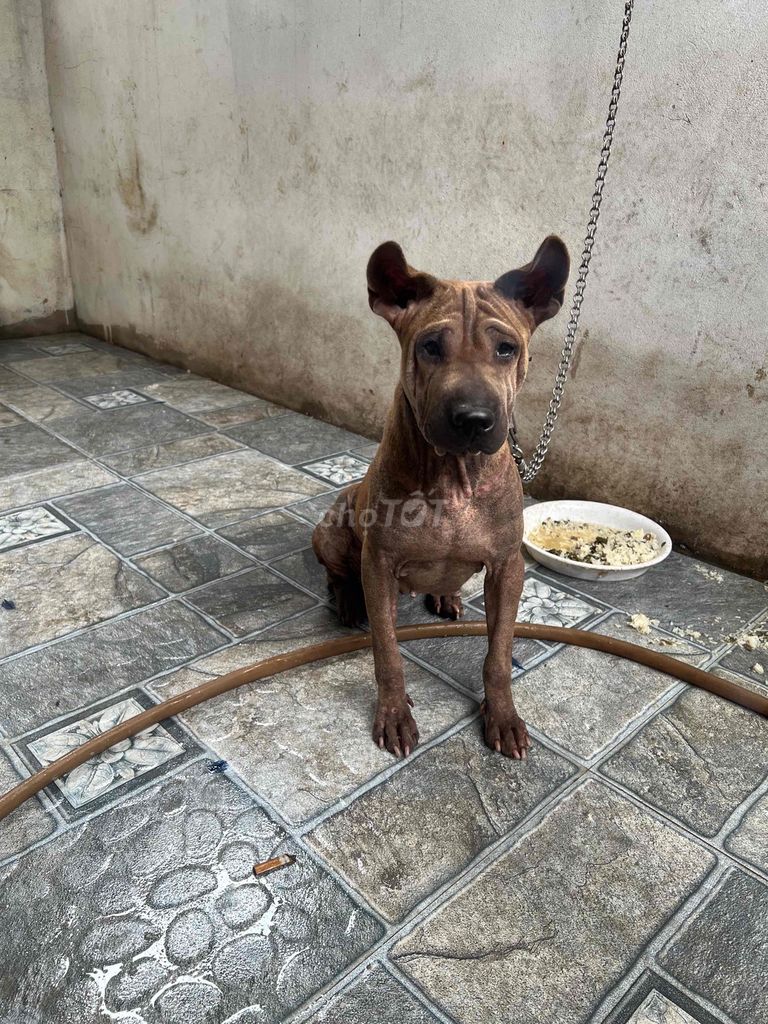 Chó ta nâu mai  1 tuổi đã tiêm. Mua bán Chó tại Huyện Phúc Thọ Hà Nội được đăng bởi Hoa Của Núi hình 1