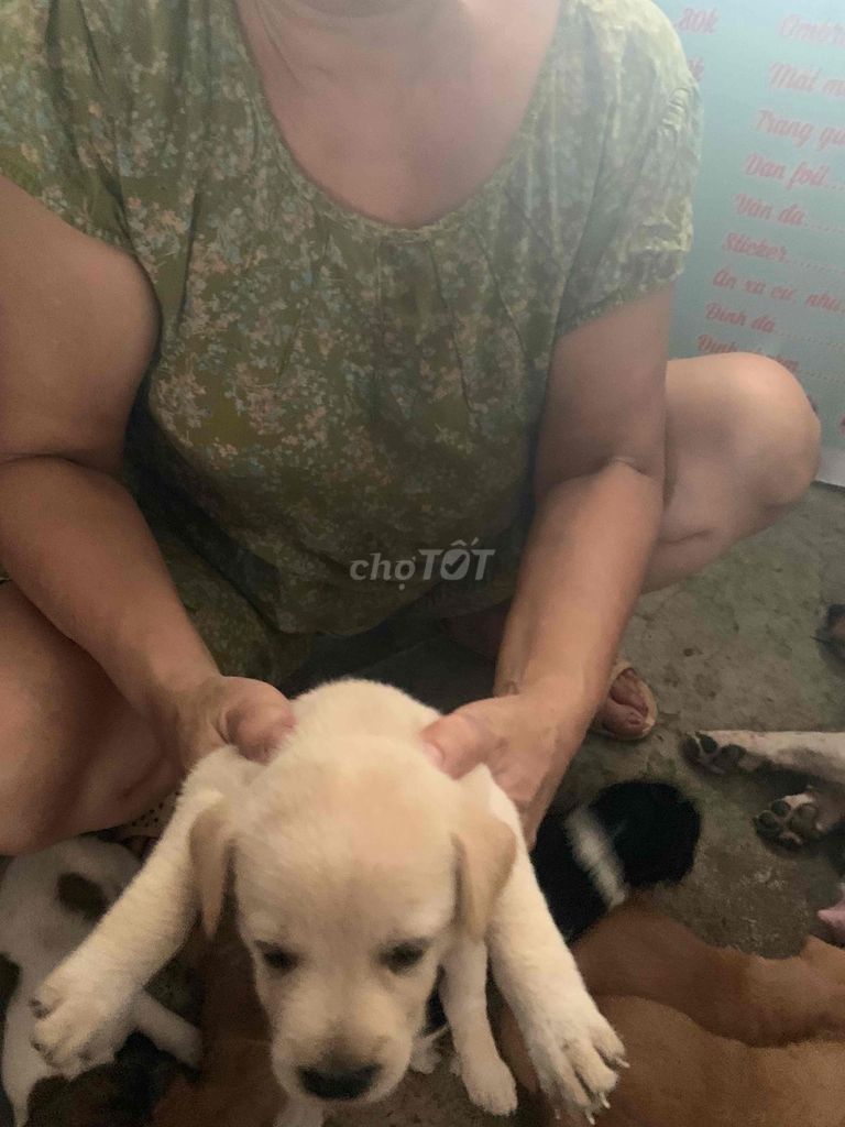 không có chổ nuôi nên chia lại cho anh chị nào cân. Mua bán Chó tại Huyện Hóc Môn Tp Hồ Chí Minh được đăng bởi Trường Thọ hình 1