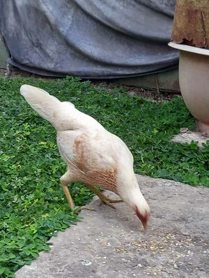 Gà tre Mỹ rặt f2. Mua bán Gà tại Huyện Châu Thành Tiền Giang được đăng bởi Pham duy phuong