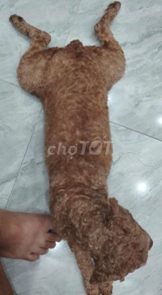 Cần nhượng lại bé cún Poodle khôn lắm