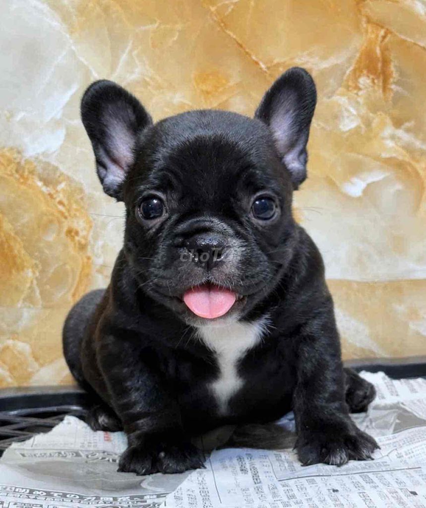 Chó French Bulldog Đen trắng Pháp Thân thiện. Mua bán Chó tại Huyện Bình Chánh Tp Hồ Chí Minh được đăng bởi pom pet sài gòn hình 1