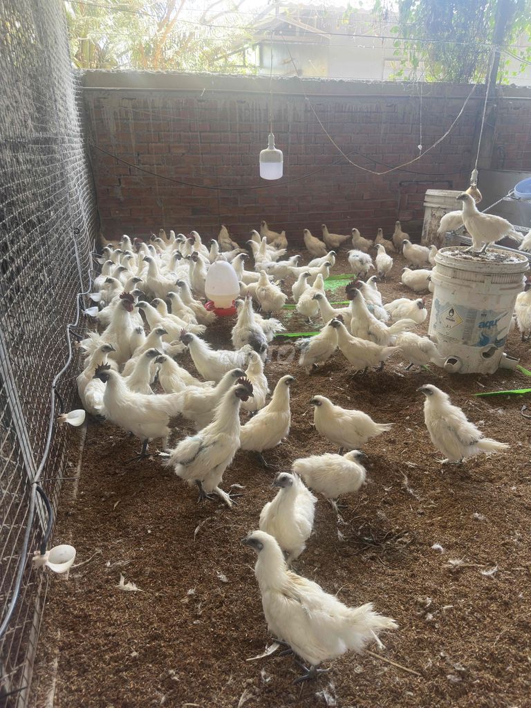 Gà ác hậu bị 1-1.2kg. Mua bán Gà tại Quận Tân Phú Tp Hồ Chí Minh được đăng bởi nguyễn văn Tài hình 1