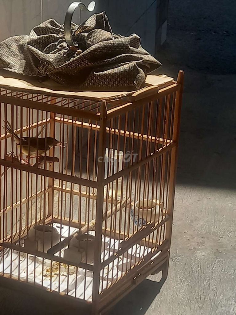 Chim sâu xanh trống đã hót lai rai. Mua bán Chim tại Quận 7 Tp Hồ Chí Minh được đăng bởi ĐangChinh hình 1