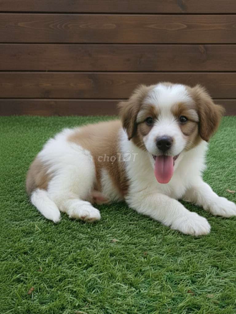 Chó Border Collie F1 2 tháng mặt siêu cưng. Mua bán Chó tại Quận 12 Tp Hồ Chí Minh được đăng bởi Thi Thi hình 1