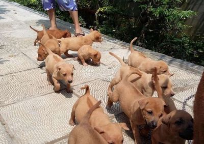 Chó Phú Quốc Vàng Bò. Mua bán Chó tại Quận 12 Tp Hồ Chí Minh được đăng bởi Penta Store