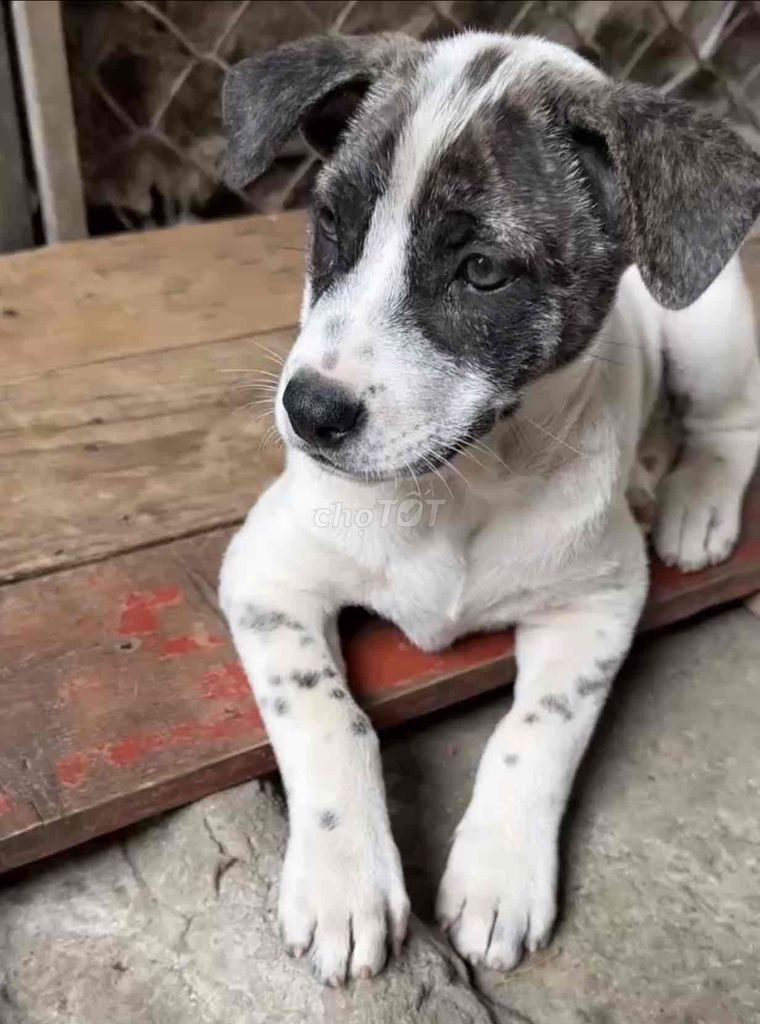 cún cỏ tìm gia đình yêu thương. Mua bán Chó tại Huyện Phú Xuyên Hà Nội được đăng bởi Hiển hình 2