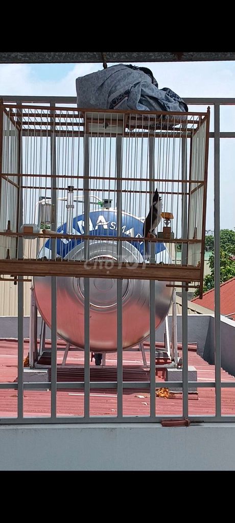 Chim chào mào đực cafe hót hay. Mua bán Chim tại Huyện Quốc Oai Hà Nội được đăng bởi nguyễn minh hải hình 1