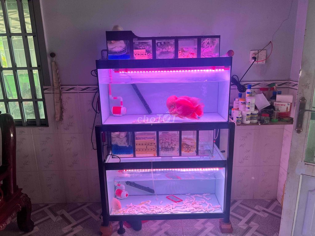 Hồ cá 2 tầng full phụ kiện về chỉ thả cá. Mua bán Phụ kiện, Thức ăn, Dịch vụ tại Huyện Dương Minh Châu Tây Ninh được đăng bởi lê lê hình 1