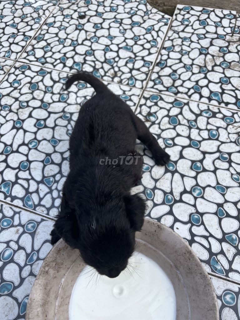 Chó Nhật lai Phú Quốc Đen trắng. Mua bán Chó tại Quận Ninh Kiều Cần Thơ được đăng bởi Nguyễn thúy Hòa hình 1