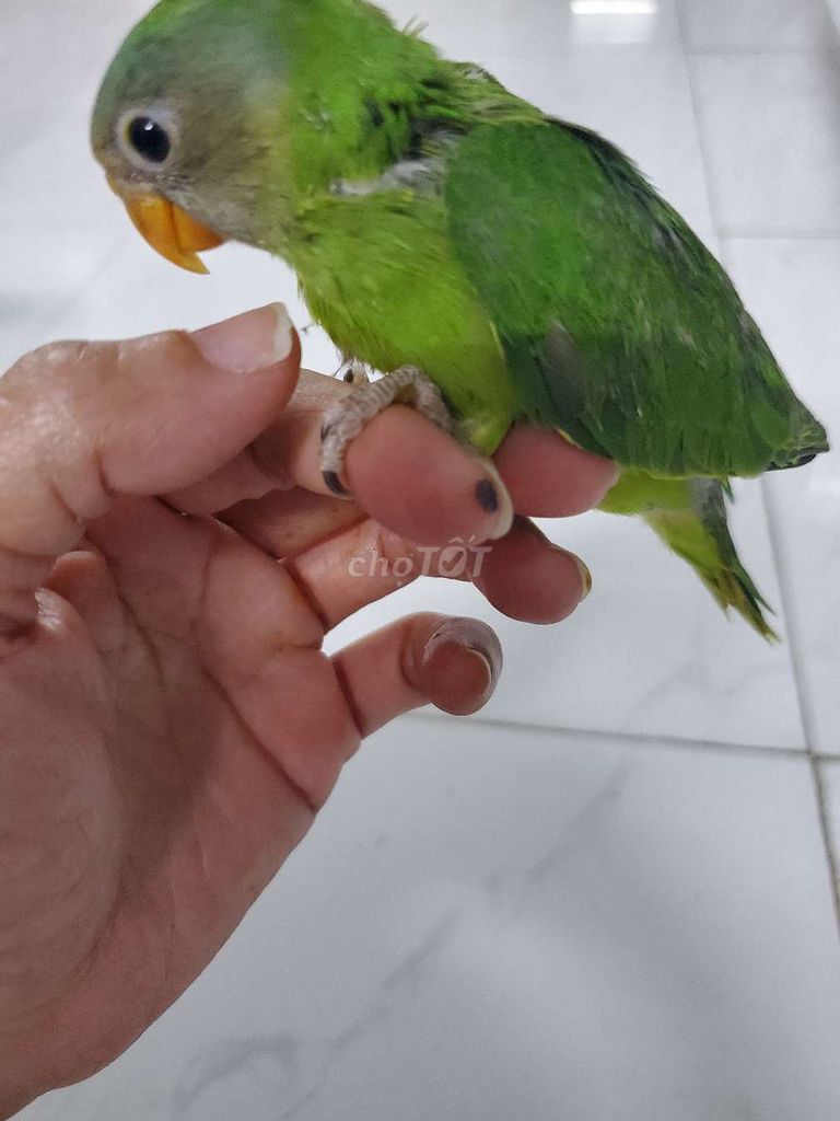 Chim vẹt non Xanh lá Khỏe mạnh. Mua bán Chim tại Quận 12 Tp Hồ Chí Minh được đăng bởi Đậu hình 1