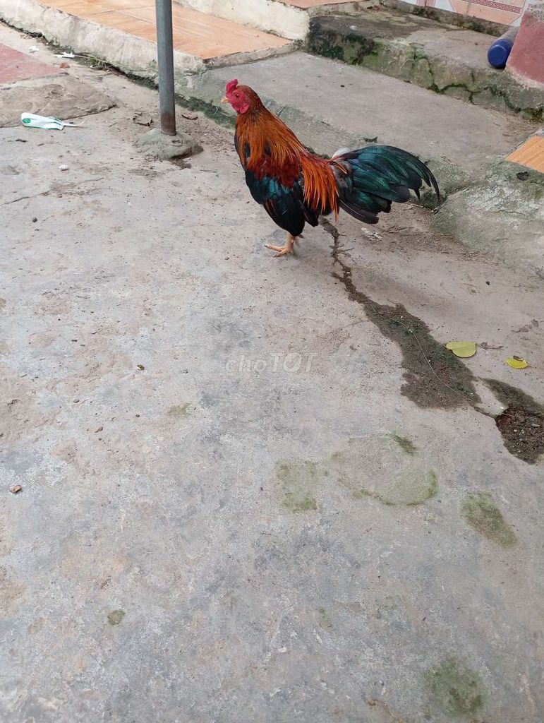 Cần bay 5 gà tre trống trưởng thành. Mua bán Gà tại Huyện Quế Võ Bắc Ninh được đăng bởi Trương bảo long hình 7