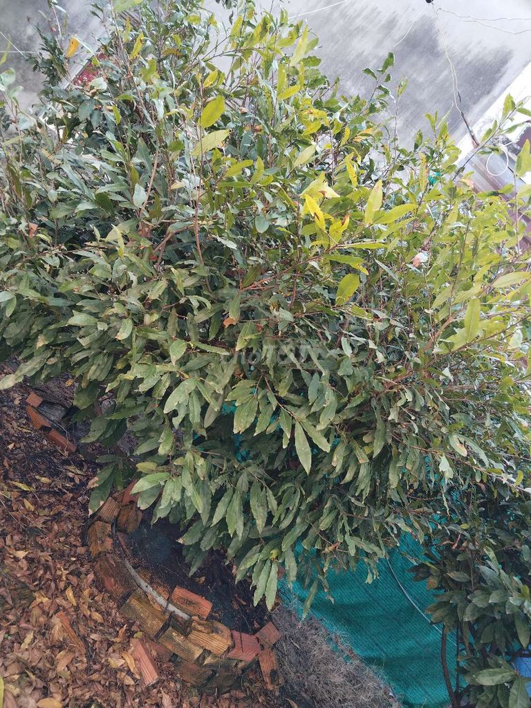 bán 1 cặp mai vàng hoành trên 60cm. Mua bán Cây cảnh, đồ trang trí tại Huyện Cao Lãnh Đồng Tháp được đăng bởi Lê Thiện hình 1