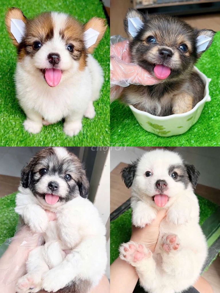 Chó corgi x phốc nhật 2 tháng tuổi. Mua bán Chó tại Quận 11 Tp Hồ Chí Minh được đăng bởi Minh nguyễn  hình 1