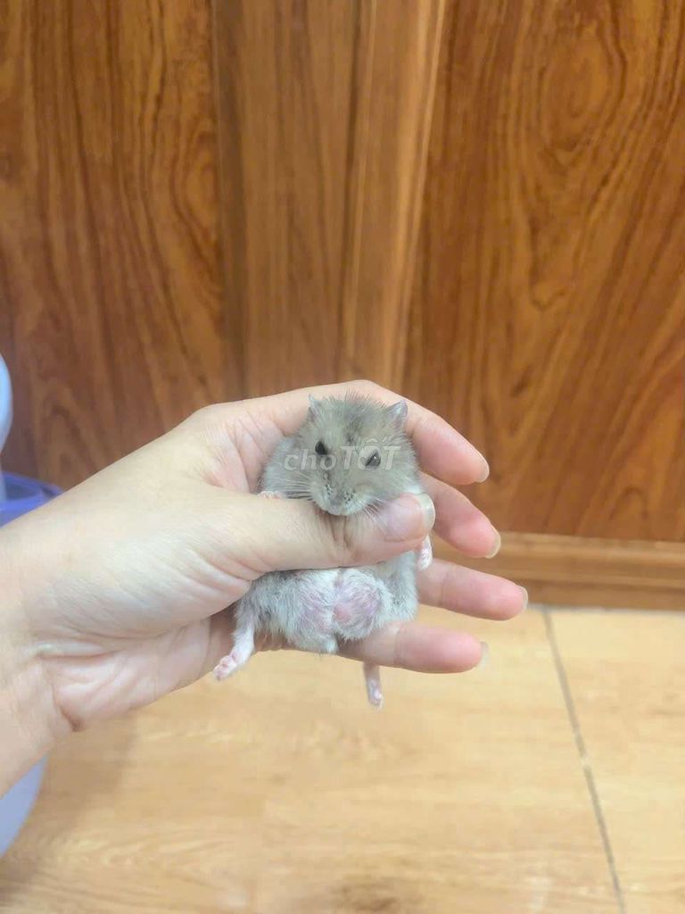 Chuột Hamster baby ăn khỏe, dễ nuôi.