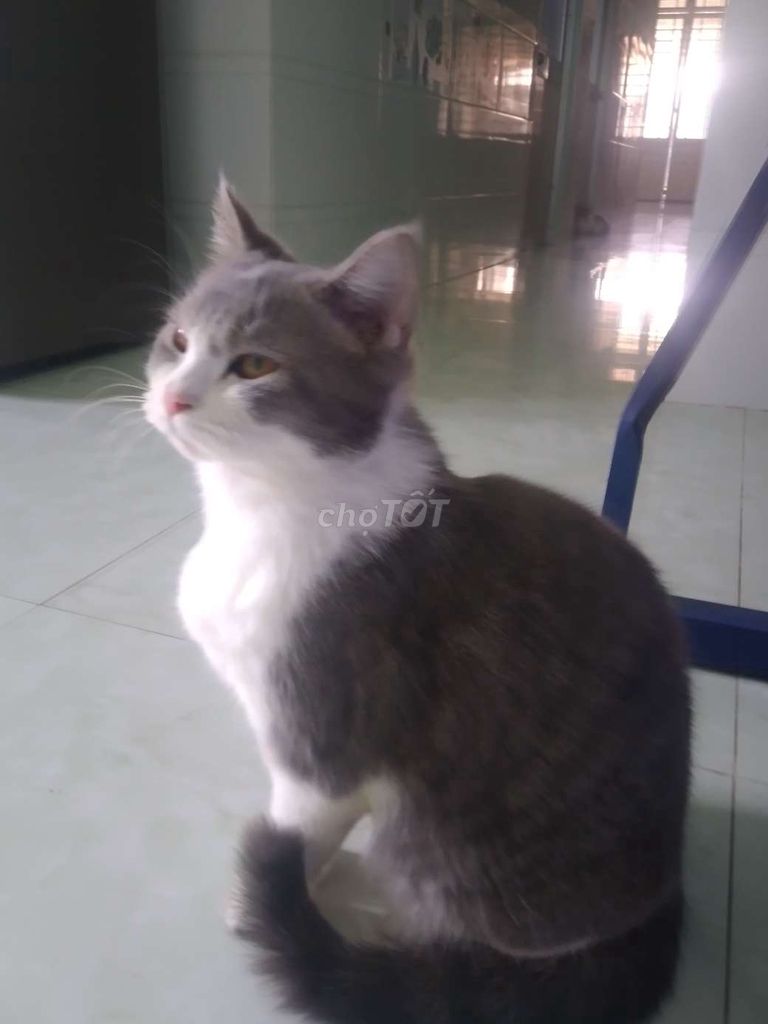 Mèo cái đã tiêm phòng. Mua bán Mèo tại Huyện Củ Chi Tp Hồ Chí Minh được đăng bởi DOAN THANH TUYEN hình 1