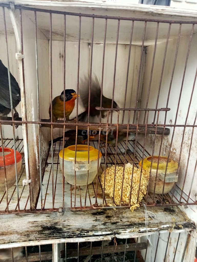 Trại thụy phuơng bán chim quế Lâm. Mua bán Chim tại Huyện Đông Anh Hà Nội được đăng bởi tổng kho gia dụng  hình 2