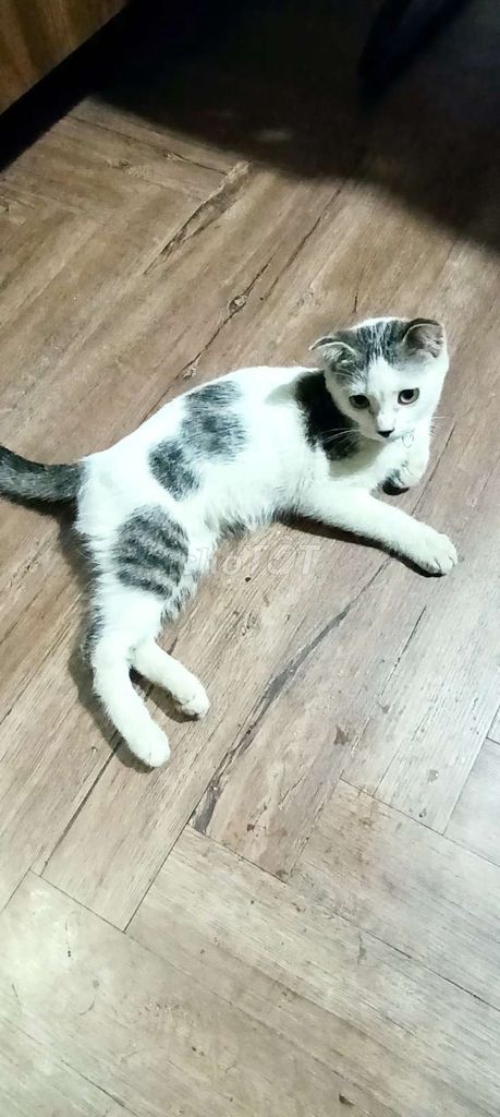 Mèo Anh lông ngắn tai cụp lai mèo anh lông dài . Mua bán Mèo tại Thành phố Dĩ An Bình Dương được đăng bởi Bảo Thái hình 1