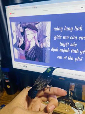 chim hút mật. Mua bán Chim tại Thành phố Biên Hòa Đồng Nai được đăng bởi Anh Biin