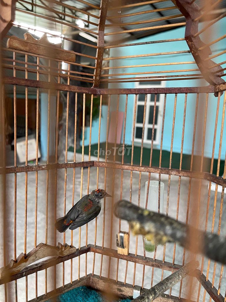 Chim Ốc mít Đen, đỏ. Mua bán Chim tại Thị xã Tân Uyên Bình Dương được đăng bởi Lộc hình 1