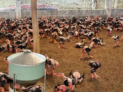 Gà đông tảo f1 5 lang con giá 120k con. Mua bán Gà tại Thành phố Buôn Ma Thuột Đắk Lắk được đăng bởi Long Bùi văn