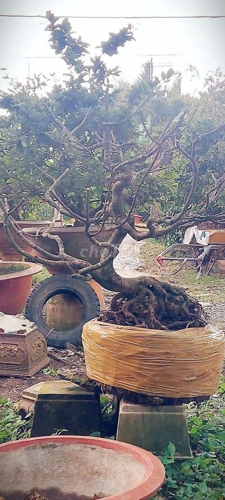 Mai vàng bonsai chi cành nhạo lớn