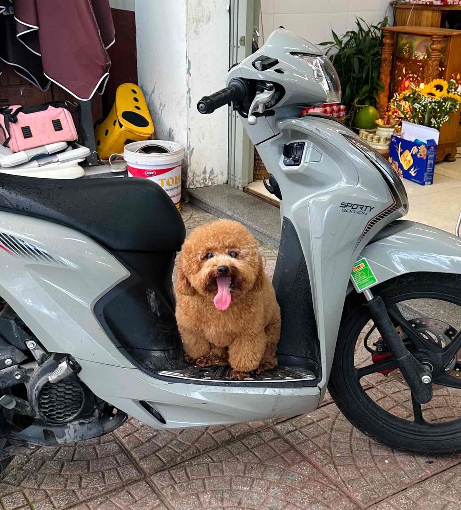 Chó Poodle bé đã tiêm ph. Mua bán Chó tại Quận Cẩm Lệ Đà Nẵng được đăng bởi Nguyễn Hữu Anh Vũ hình 1