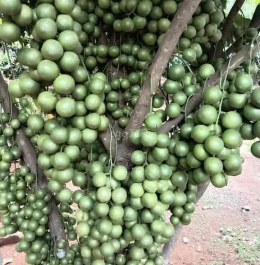 Cây giống Dâu da xanh. Mua bán Cây cảnh, đồ trang trí tại Huyện Cái Bè Tiền Giang được đăng bởi Võ Minh Luân hình 1