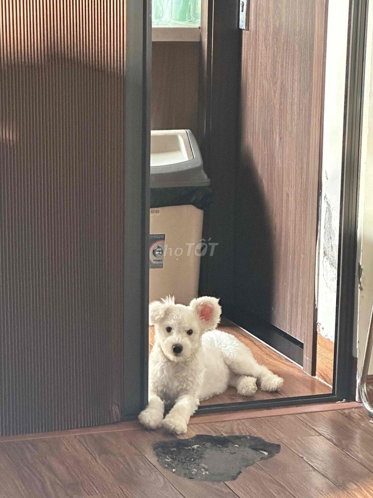 Poodle tai gấu,trắng,Lông đẹp,Đã tiêm đầy đủ. Mua bán Chó tại Quận Nam Từ Liêm Hà Nội được đăng bởi Trịnh Anh Tùng hình 3