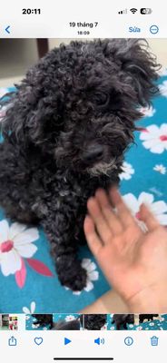 tìm chó poodle đen đi lạc ở bình quới thanh đa. Mua bán Chó tại Quận Bình Thạnh Tp Hồ Chí Minh được đăng bởi Châu